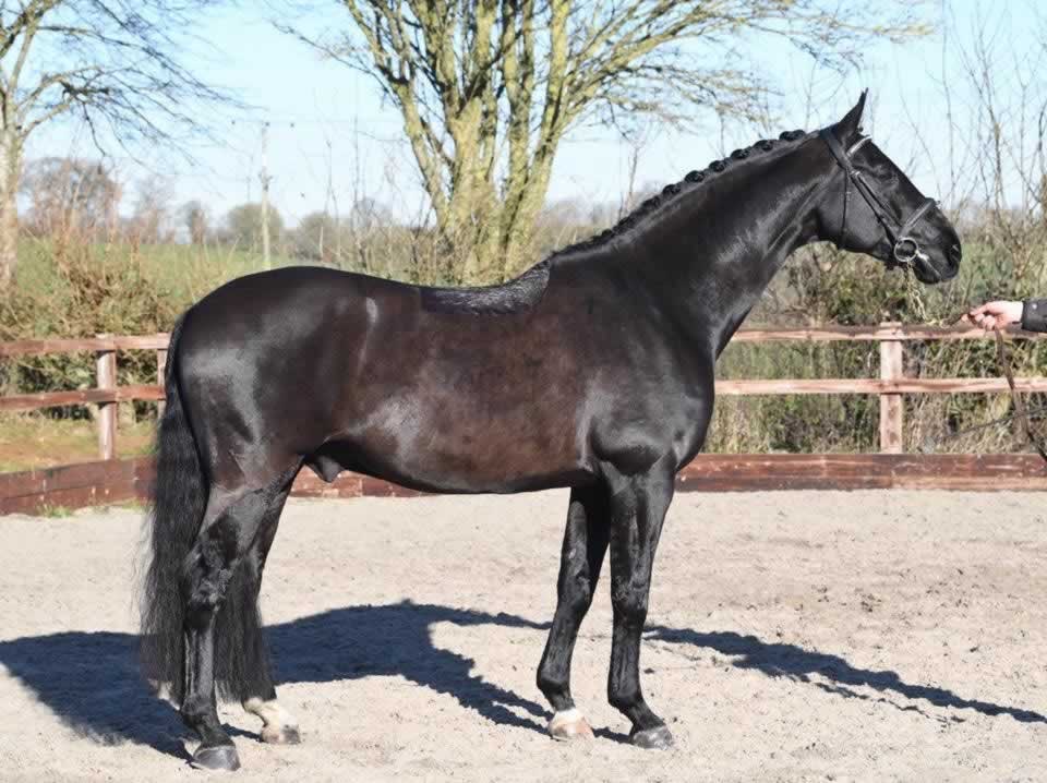 Don Dante Stallion side