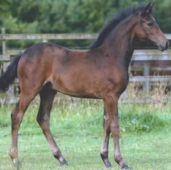 Bay foal in paddock at Stratton Stud