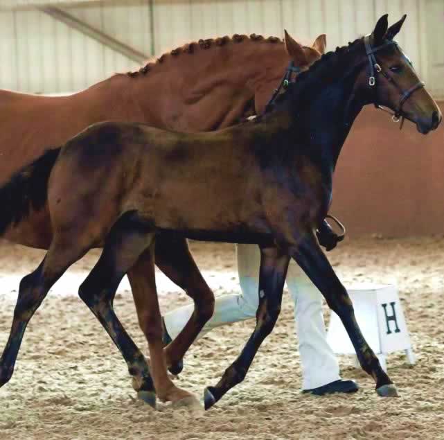 Mare & foal at a breeders show
