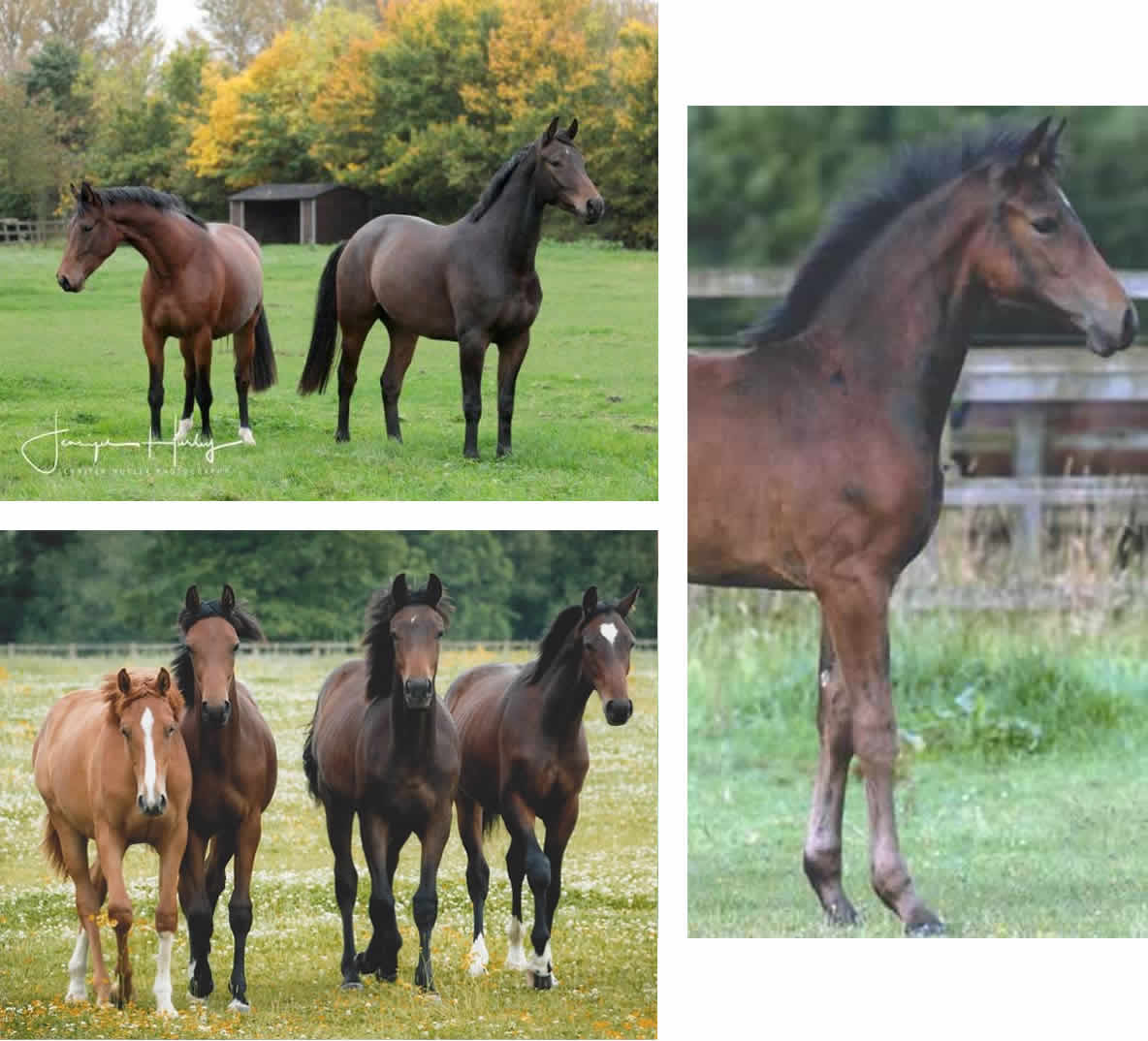 Stratton Stud youngstock