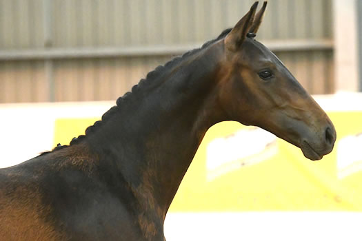 Stratton Stud youngstock