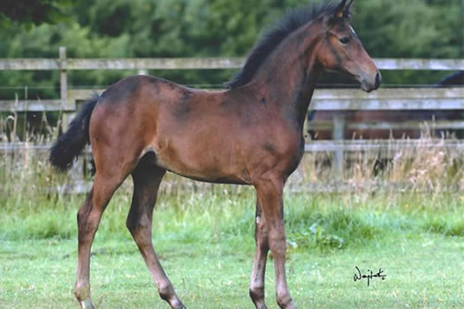 Stratton Stud youngstock
