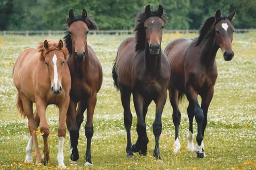 Stratton Stud youngstock